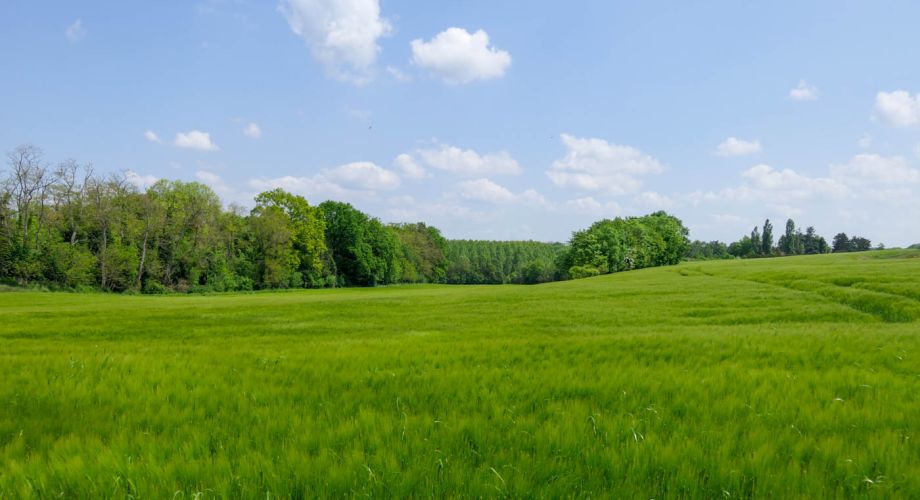 Plailly, des champs aux bois le 19 mai 2023