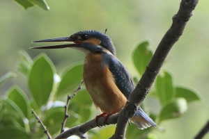 Les oiseaux des Étangs de Commelles