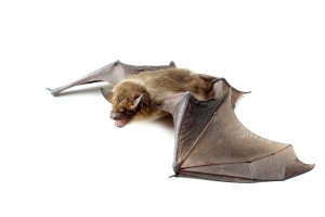 A la découverte des chauves-souris