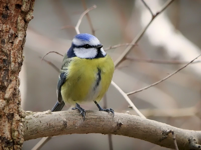 Découverte des oiseaux de la forêt d'Ermenonville