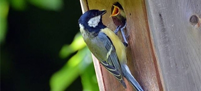 Construction de nichoir ou mangoire pour oiseaux